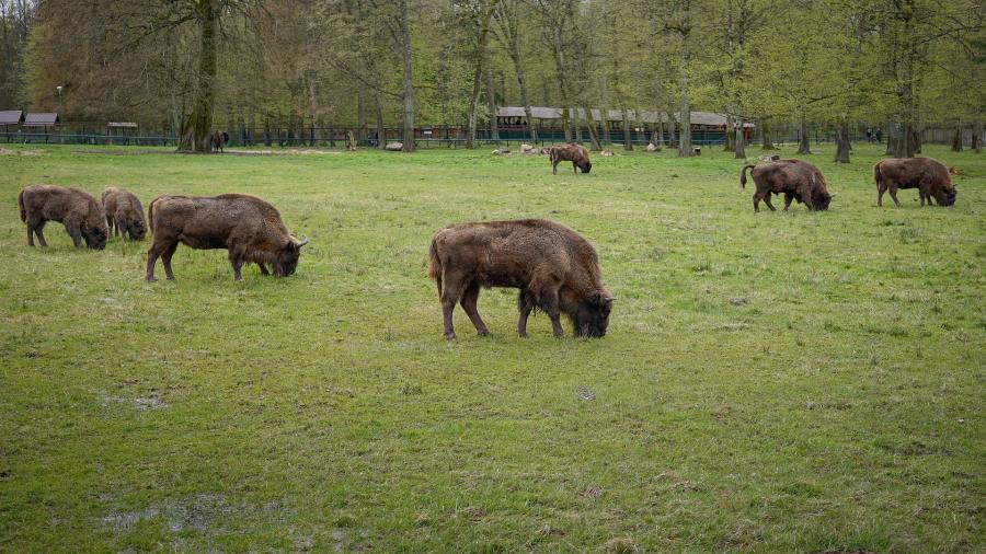 Białowieski park nardowy.jpg