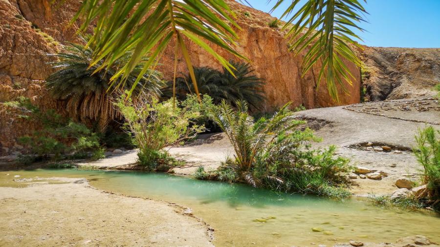 oaza-chebika-szebika-palmy-woda-tunezja.jpg